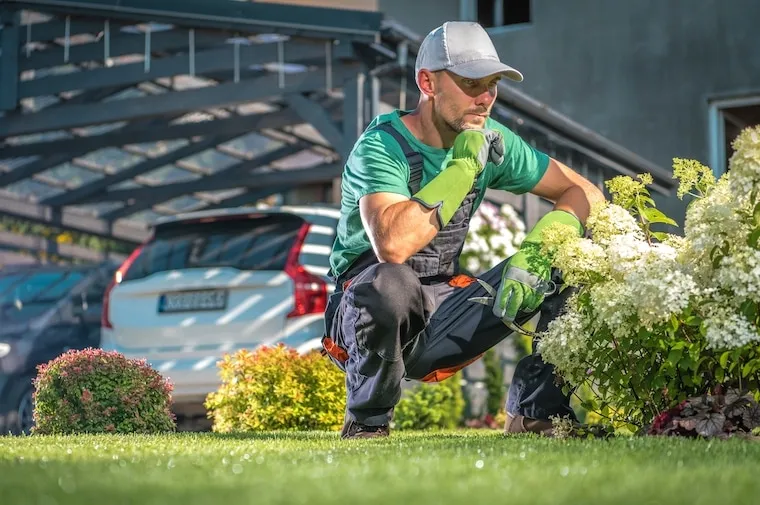 Two landscaping crews with trucks and trailers working adjacent properties on a residential street, in a natural documentary style.